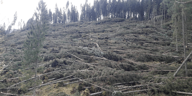 scopri cosa è cambiato sette anni dopo la tempesta vaia: impatti, riqualificazione del territorio e testimonianze dal nord italia. un bilancio tra natura e resilienza.